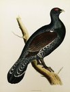 CAPERCAILLIE