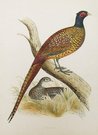 PHEASANT  