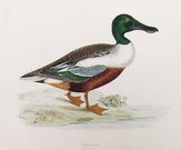 SHOVELER  DUCK