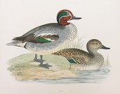 TEAL   DUCK