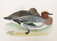 WIGEON  DUCKS