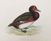 FERRUGINOUS DUCK
