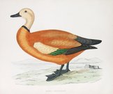 REDDY SHEIDRAKE DUCK