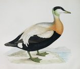EIDER DUCK