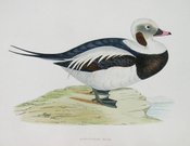 LONG-TAILED DUCK