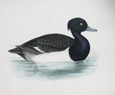 TUFTED DUCK