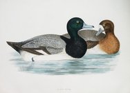 SCAUP DUCK 