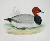 POCHARD  DUCK