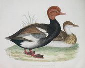 RED CRESTED WHISTLING DUCK