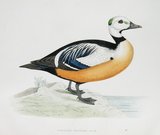 STELLERS WESTERN DUCK