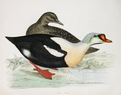 KING DUCK