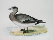 AMERICAN WIGEON
