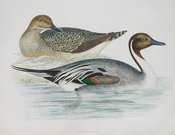 PINTAIL DUCK