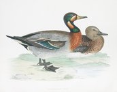 GARGANEY TEAL   DUCKS