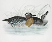 GARGANEY TEAL    DUCKS