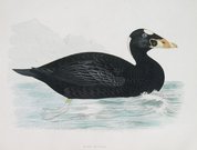 SURF SCOOTER   DUCK
