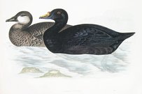 COMMON SCOOTER   DUCK