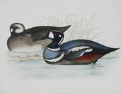 HARLEQUIN DUCK
