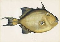 FILEFISH