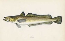HAKE