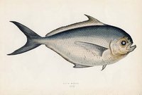 RAY'S BREAM