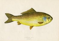 PRUSSIAN CARP