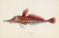 ARMED GURNAD
