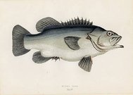 STONE BASS