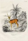 AXIS DU BENGAL