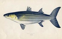 GREY MULLET
