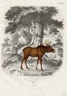 ELAN DU CANADA