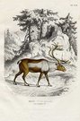 RENNE DE LAPONIE