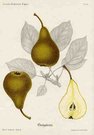 (PEARS) GRAPARON