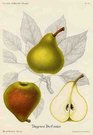 (PEARS) DOYENNE DU COMICE