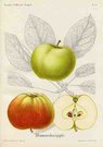 (APPLES) BISMARCKSAPPLE