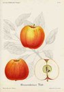 (APPLES) GRAVENSTEINER ROD