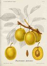 (PLUMS) HACKMANS PLOMMEN