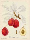 (PLUMS) RODT AGGPLOMMEN