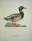 (DUCKS) ANAS PLATYRHYNCHA