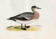 (DUCKS)AMERICAN WIGEON