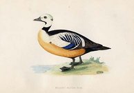 (DUCKS)STELLER'S WESTERN DUCK