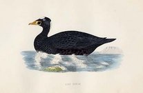 (DUCKS)SURF SCOOTER