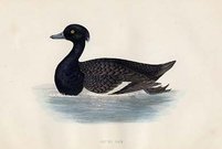 (DUCKS)TUFTED DUCK