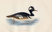 (DUCKS)HOODED MERCANSER
