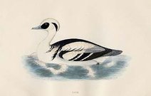 (DUCKS)SMEW