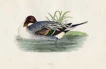 (DUCKS)PINTAIL