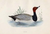 (DUCKS)POCHARD