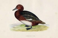 (DUCKS)FERRUCINOUS DUCK