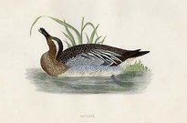 (DUCKS)CARCENEY