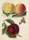 PEACHES ALEXANDER ROSE,ROYAL GEORGE,CRIMSON GALANDE
